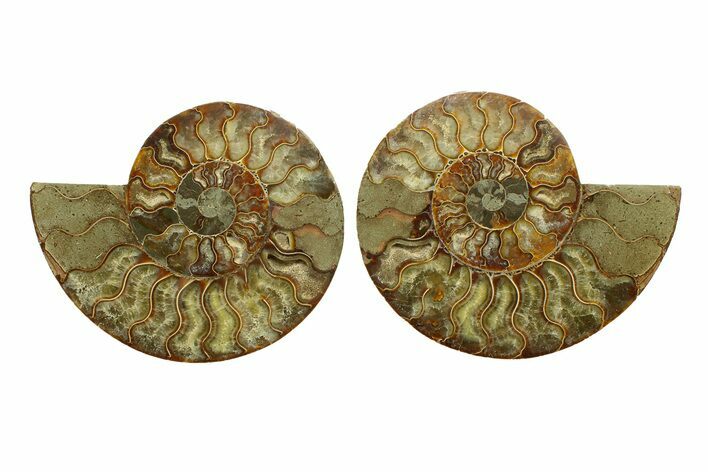 Cut & Polished, Crystal-Filled Ammonite Fossil - Madagascar #287977